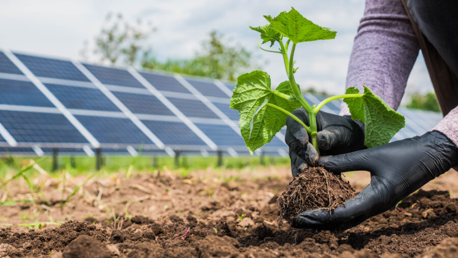Agrivoltaika je v kurzu. Solární panely dokáží krom výroby elektřiny zlepšit zemědělcům výnosnost plodin i několikanásobně