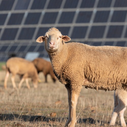 Zajistit levnou energii a nakrmit lidstvo. Je agrovoltaické zemědělství cestou budoucnosti? V USA by se mohlo podílet až na 20 % vyrobené elektřiny