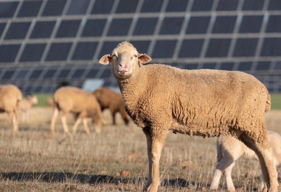 Nejkvalitnější vlna? Od ovcí, které se pasou pod fotovoltaickými panely, tvrdí zemědělci