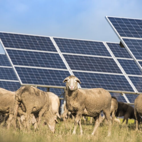 Proč solární parky zoufale potřebují dobrou propagaci?