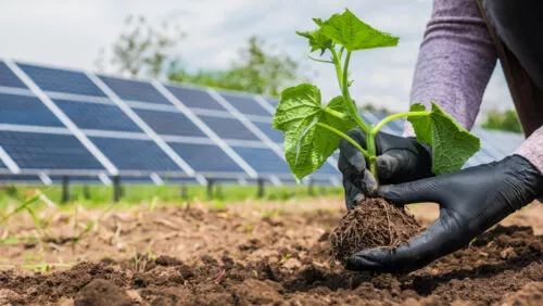 Agrivoltaika je v kurzu. Solární panely dokáží krom výroby elektřiny zlepšit zemědělcům výnosnost plodin i několikanásobně