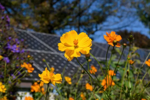 Chov včel si s fotovoltaikou skvěle rozumí. Využijí toho i čeští včelaři?